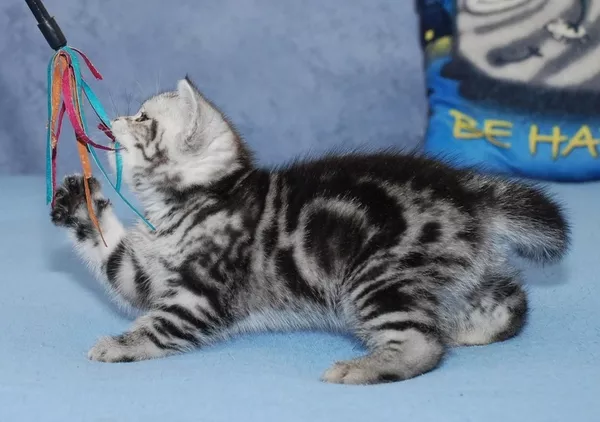 Питомник предлагает британских котят окраса черный мрамор на серебре 3