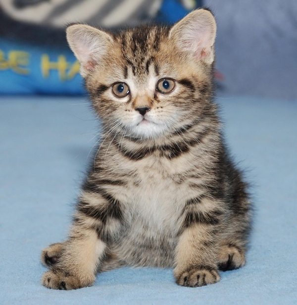 Питомник предлагает британского котенка черный мрамор 3