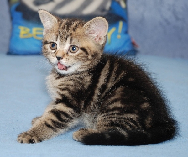 Питомник предлагает британского котенка черный мрамор 2