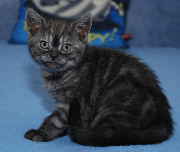 Британский котенок (мальчик) окраса черный дым 3