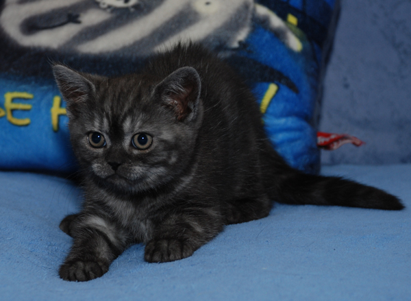 Британский котенок (мальчик) окраса черный дым 2