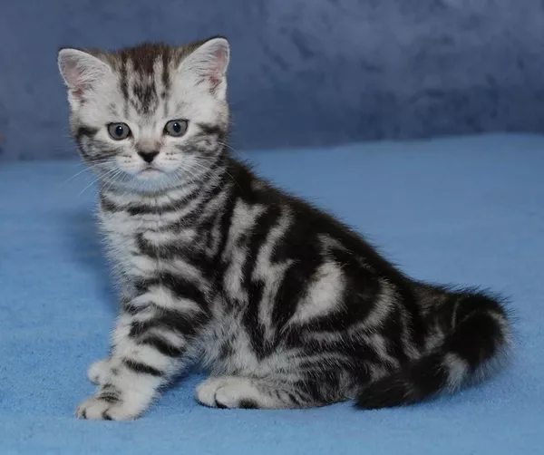 Киевский питомник предлагает британских котят окраса вискас 2