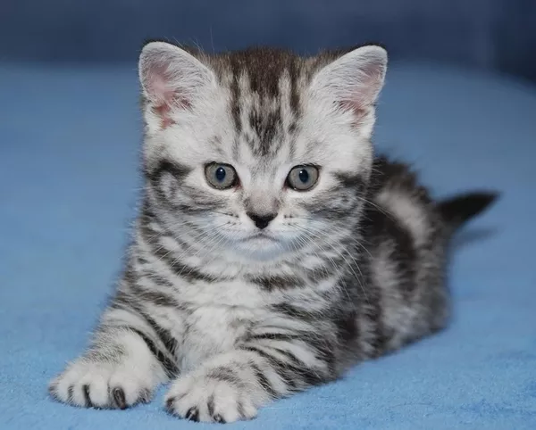 Киевский питомник предлагает британских котят окраса вискас 3