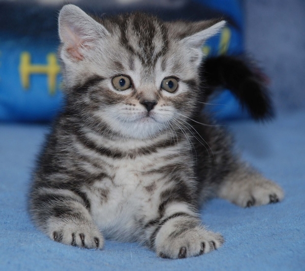 Киевский питомник предлагает британских котят окраса вискас