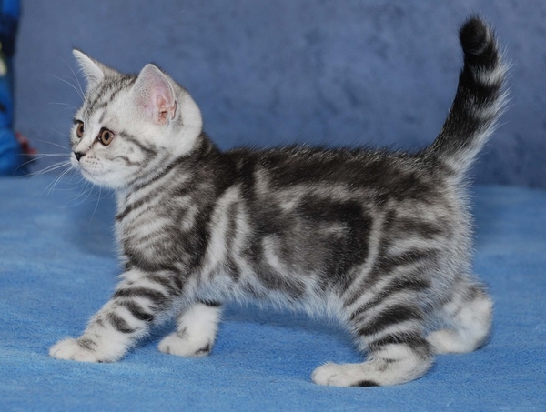 Питомник предлагает британскую кошечку окраса черный мрамор на серебре