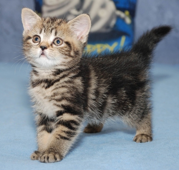 Питомник предлагает британского котенка черный мрамор