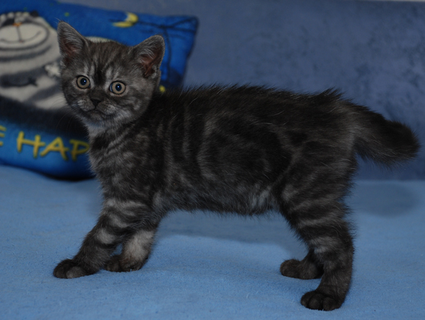 Британский котенок (мальчик) окраса черный дым