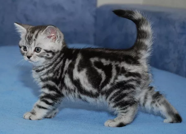 Киевский питомник предлагает британских котят окраса вискас