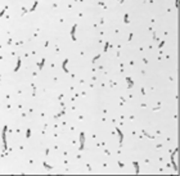 Подвесной потолок Армстронг цена купить в Киеве (044) 383-26-13