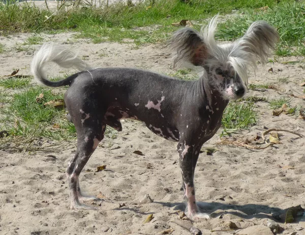 Продам кобеля китайская хохлатая собака не дорого