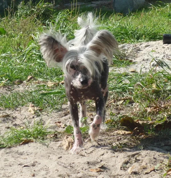 Продам кобеля китайская хохлатая собака не дорого 2