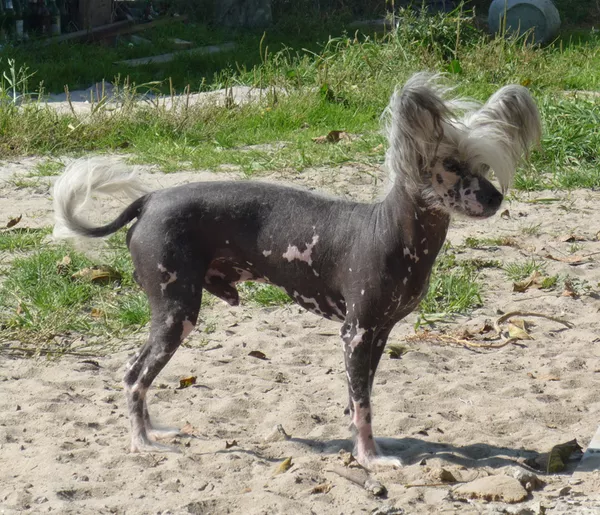 Продам кобеля китайская хохлатая собака не дорого 3