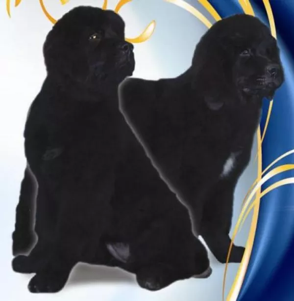 Ньюфаундленд. Щенки в Киеве