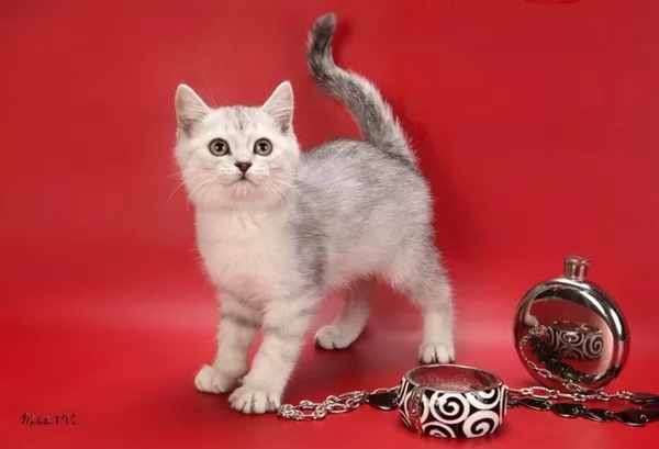 Британский мальчик