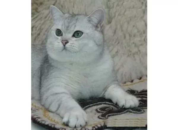 Британский мальчик 2