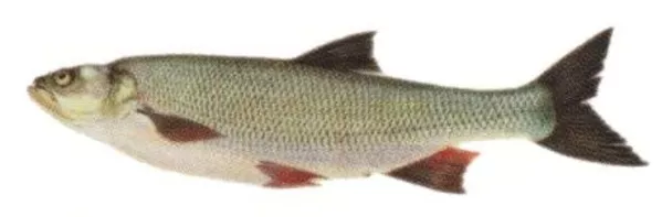 Продам свежую охлажденную рыбу 2