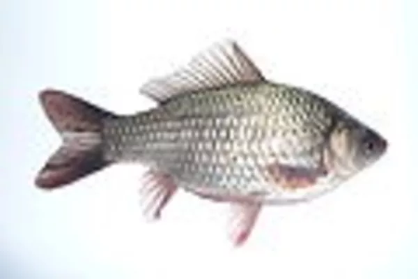 Продам свежую охлажденную рыбу 3