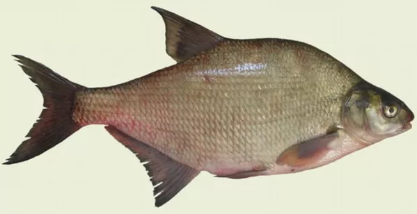 Продам свежую охлажденную рыбу 6