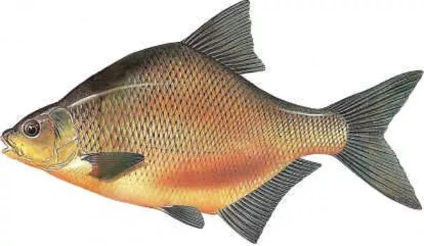 Продам свежую охлажденную рыбу 7