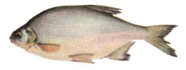 Продам свежую охлажденную рыбу 8