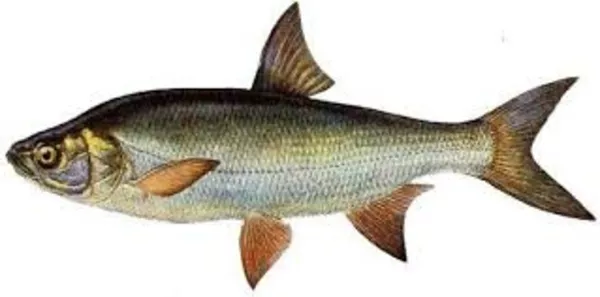 Продам свежую охлажденную рыбу 9