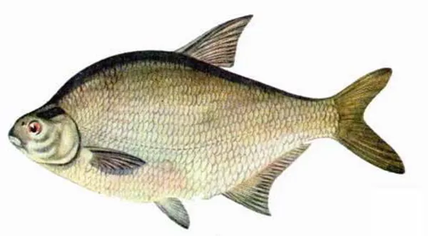 Продам свежую охлажденную рыбу 11