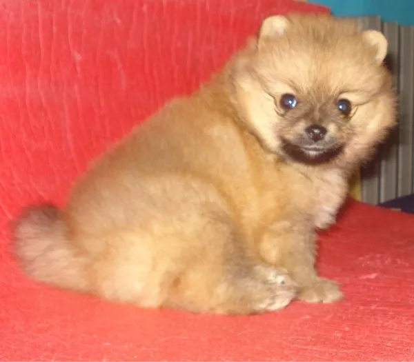 Очаровательные щенки померанского шпица.Разные окрасы!