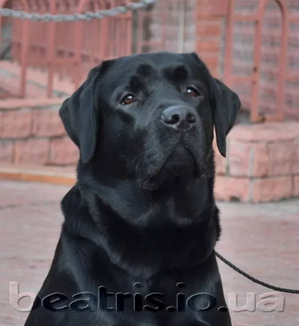 Предлагается для вязки молодой лабрадор ретривер-Юный Чемпион Украины!