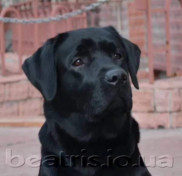 Предлагается для вязки молодой лабрадор ретривер-Юный Чемпион Украины! 2