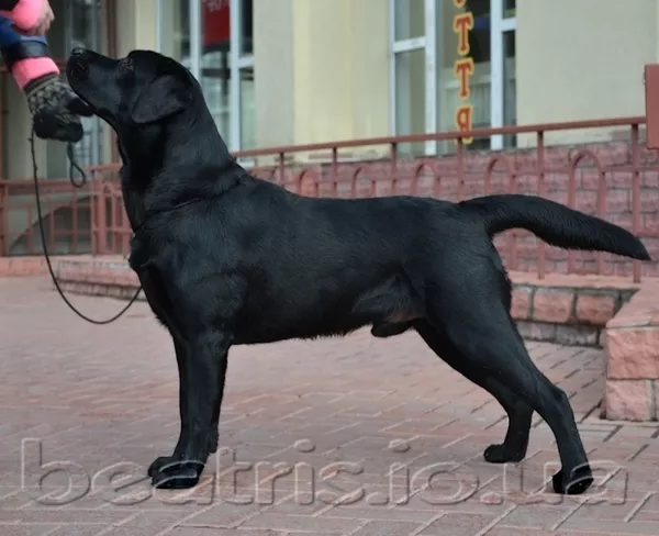 Предлагается для вязки молодой лабрадор ретривер-Юный Чемпион Украины! 3