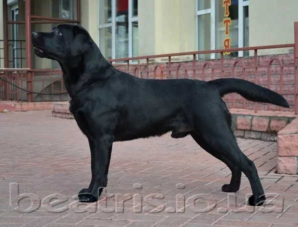 Предлагается для вязки молодой лабрадор ретривер-Юный Чемпион Украины! 4