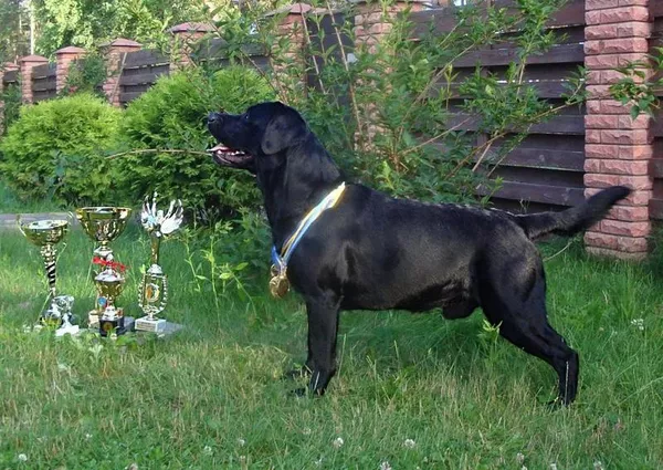 Племенной лабрадор ретривер для вязки! 2