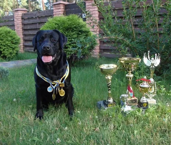 Племенной лабрадор ретривер для вязки!