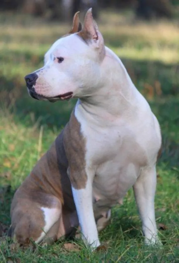 Предлагаются к продаже щенки американского стаффордширського терьера 2