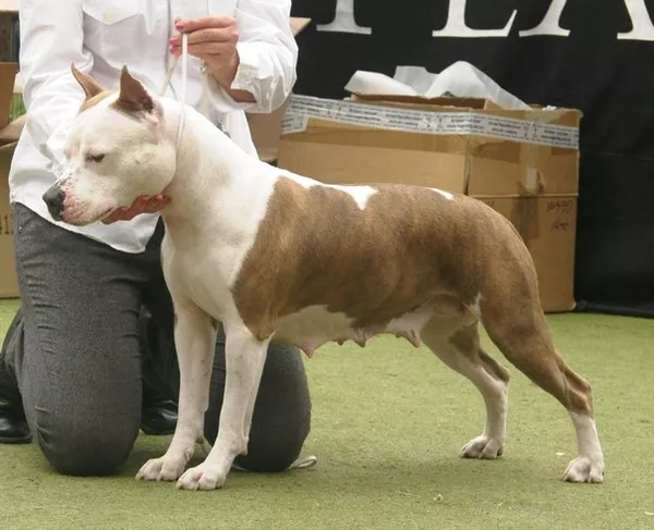 Щенки Американского стаффордширского терьера 5