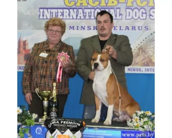 Щенки Американского стаффордширского терьера 6