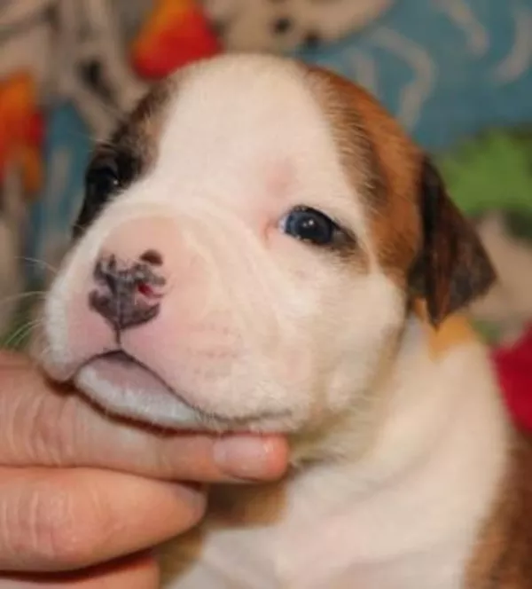 Предлагаются к продаже щенки американского стаффордширського терьера 5