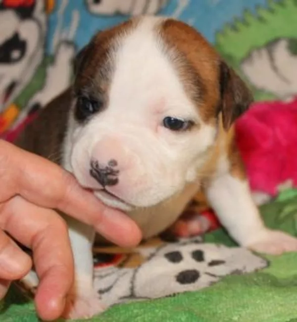 Предлагаются к продаже щенки американского стаффордширського терьера 6