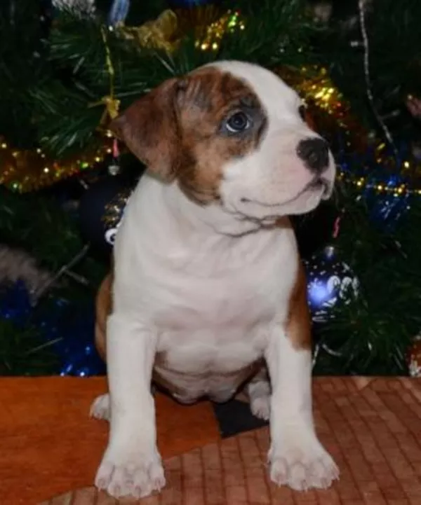 Щенки Американского стаффордширского терьера три сестрички 3