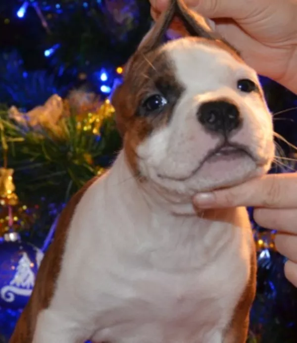 Щенки Американского стаффордширского терьера три сестрички 4