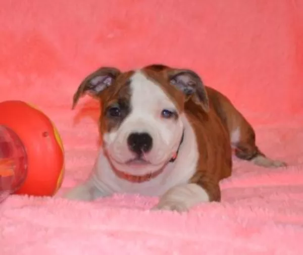 Американский Стаффордширски Терьер щенки с питомника .  2