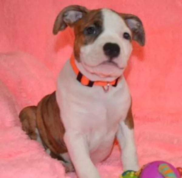 Американский Стаффордширски Терьер щенки с питомника .  3