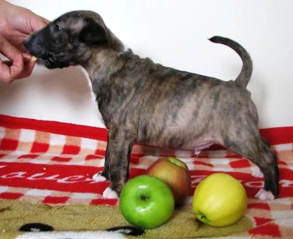 Предлагаются кпродаже щенки Миниатюрного Бультерьра. Супер щенки 2