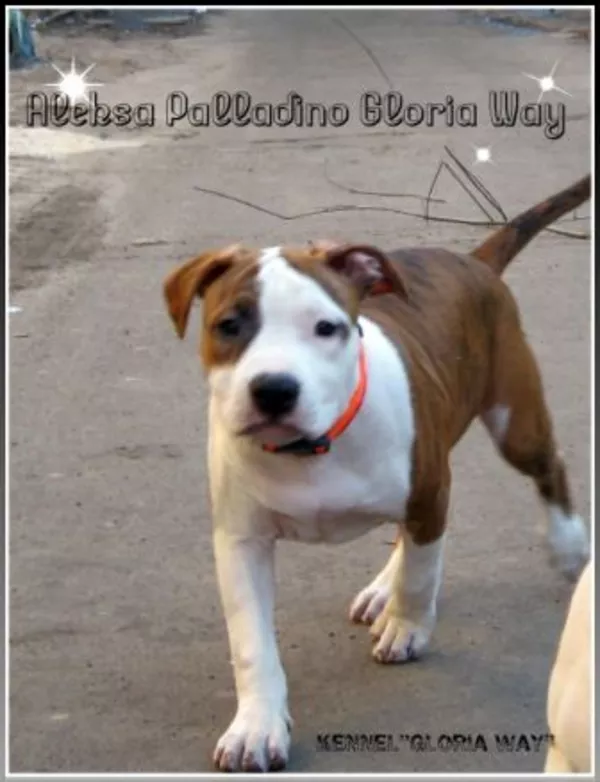 Предлагаются к продаже щенки американского стаффордширського терьера 4