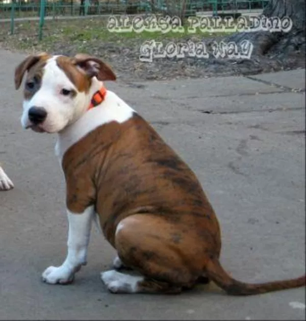 Предлагаются к продаже щенки американского стаффордширського терьера 3