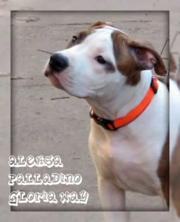 Щенки Американского стаффордширского терьера 8