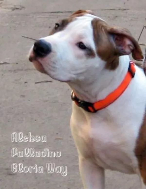 Щенки Американского стаффордширского терьера три сестрички 2