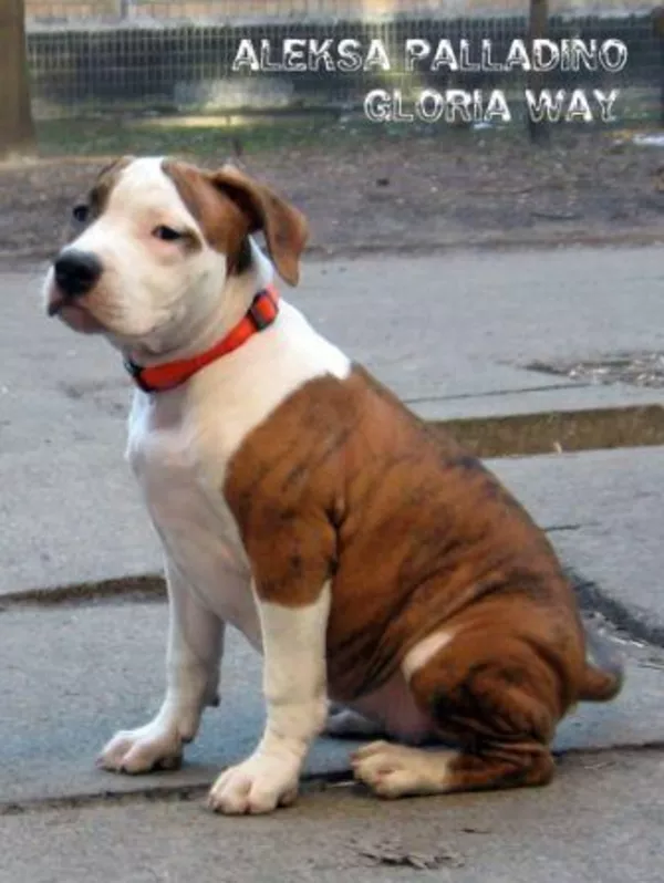 Щенки Американского стаффордширского терьера три сестрички 7