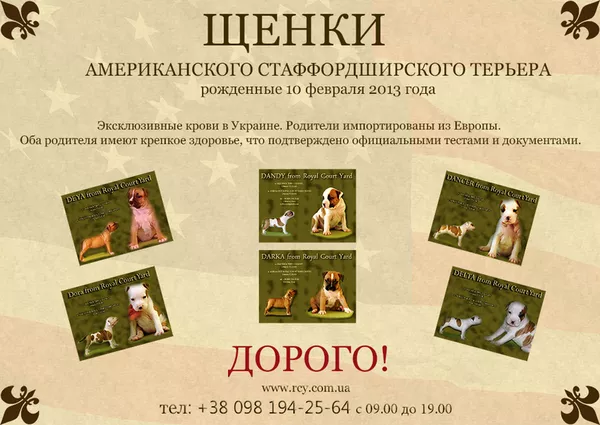 Эксклюзивные крови в Украине. Амстафф Терьера 