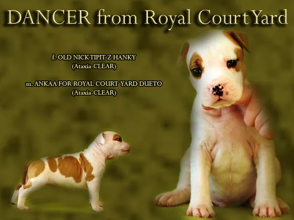 Эксклюзивные крови в Украине. Амстафф Терьера  2